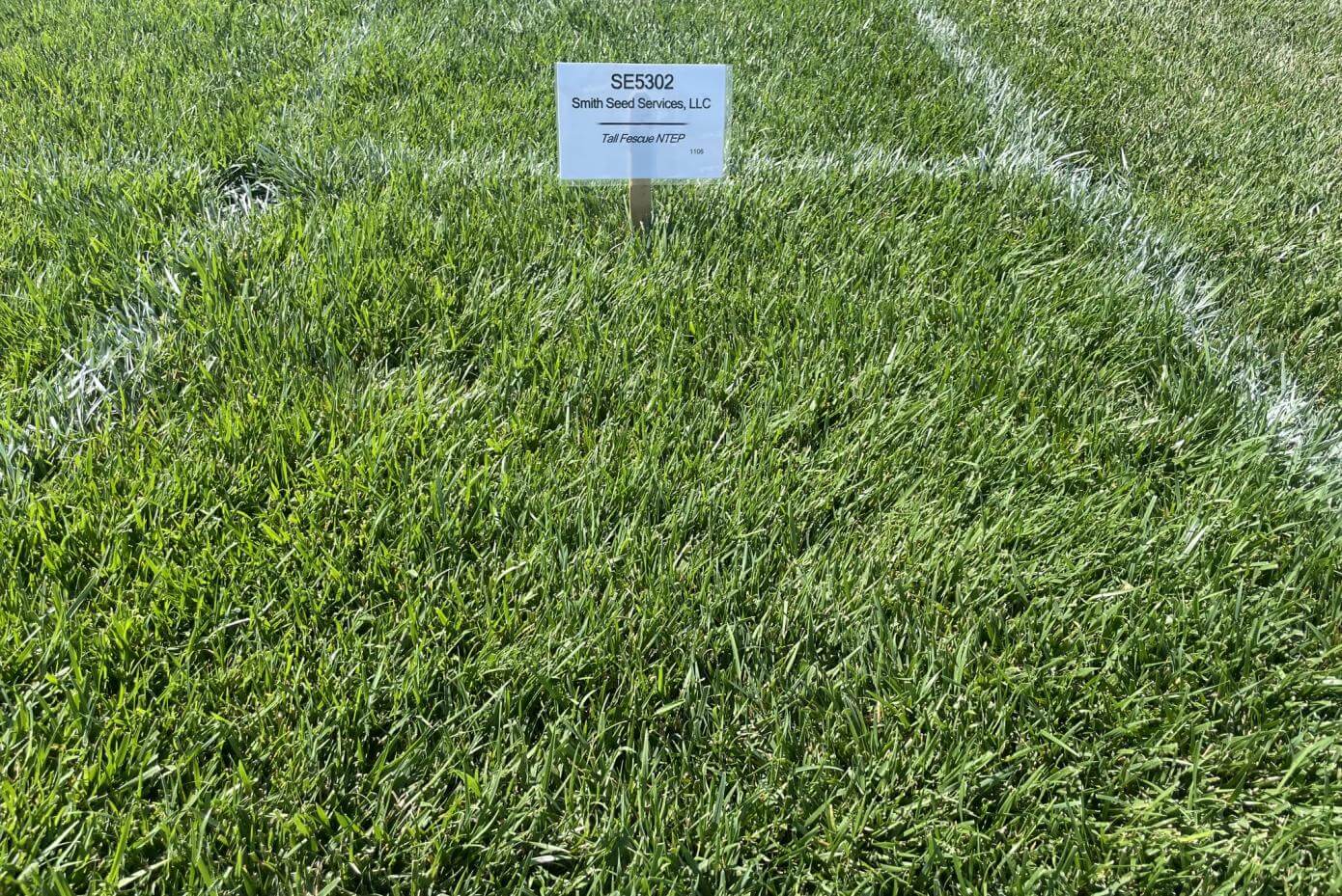 Gro-Pro Turf-Type Tall Fescue at University of Nebraska trial