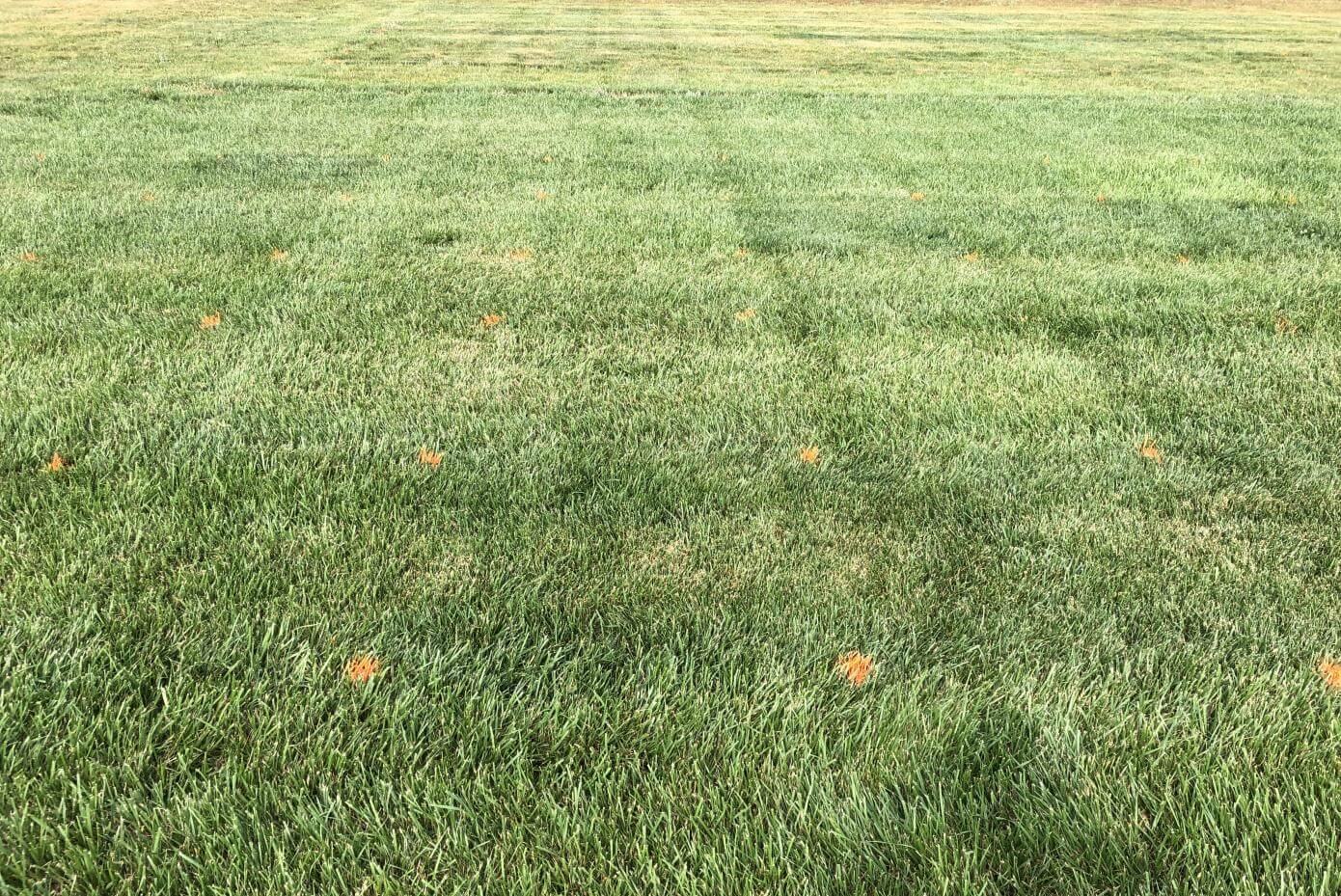 Gro-Pro Turf-Type Tall Fescue at University of Georgia trial