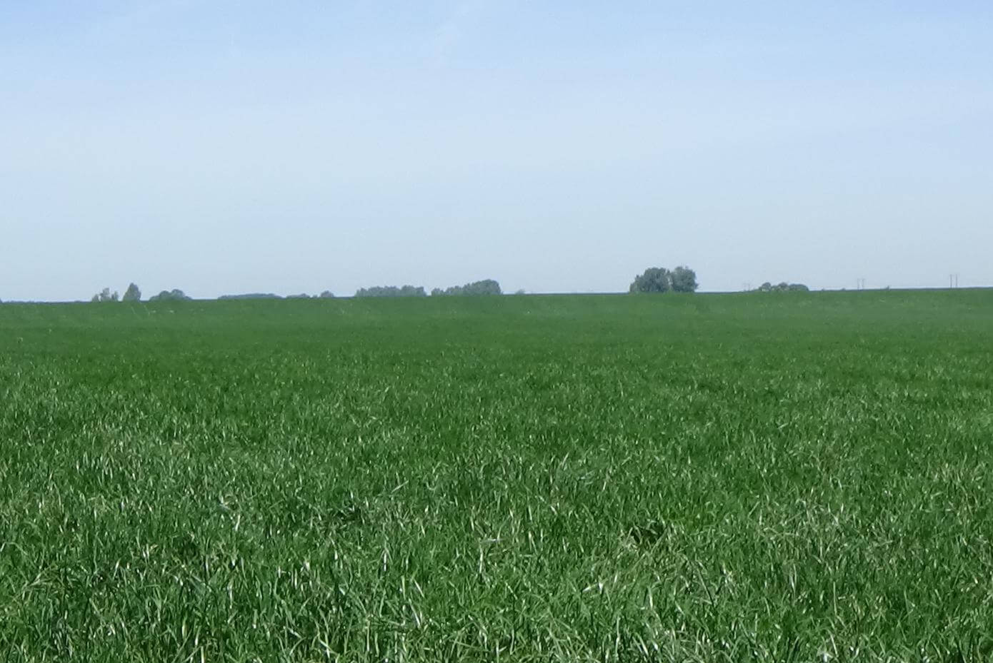 Haven turf-type perennial ryegrass production field