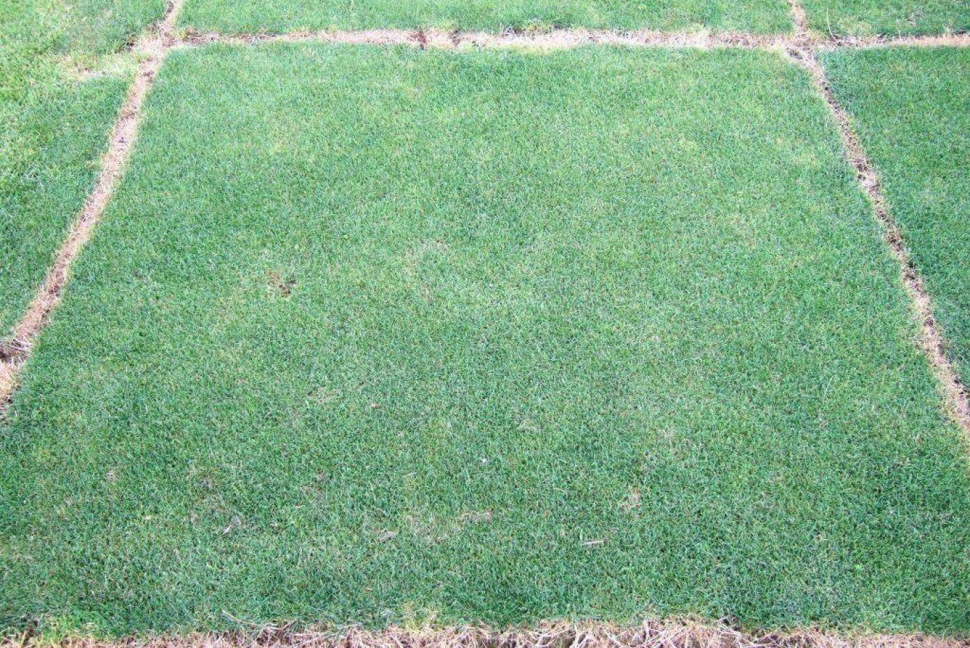 Haven turf-type perennial ryegrass