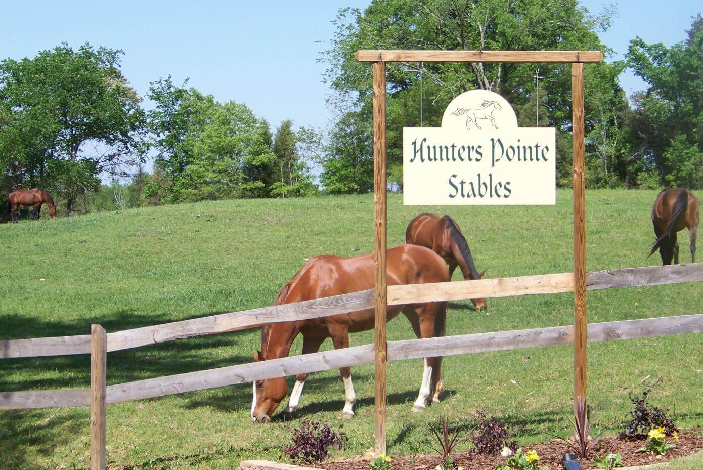 Horses grazing