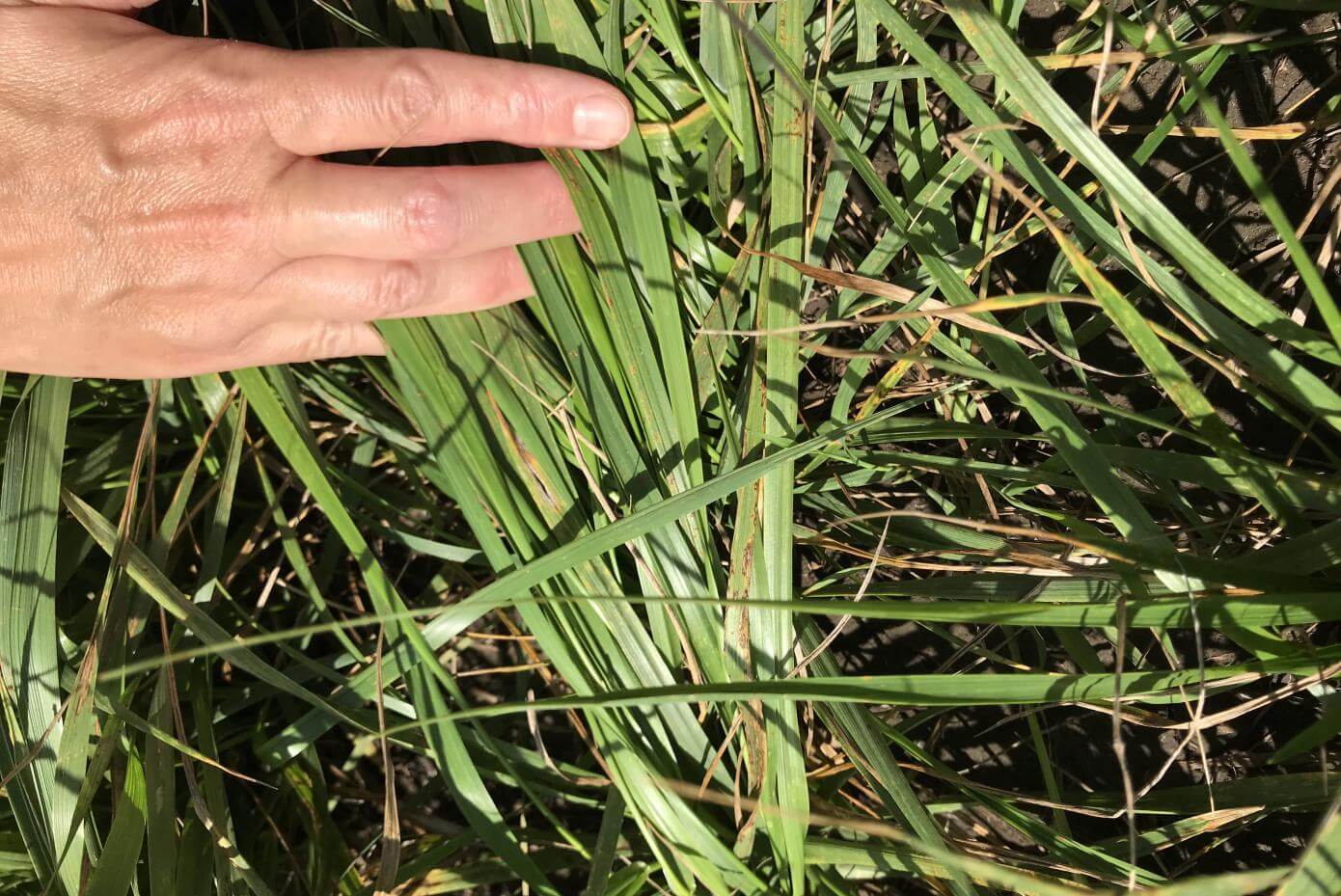 Ranchero tall fescue, close up of plant