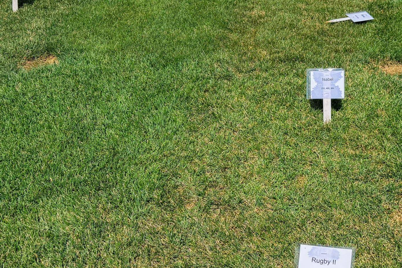 Patches of green grass are labeled with white signs, each indicating different grass varieties for comparison purposes.