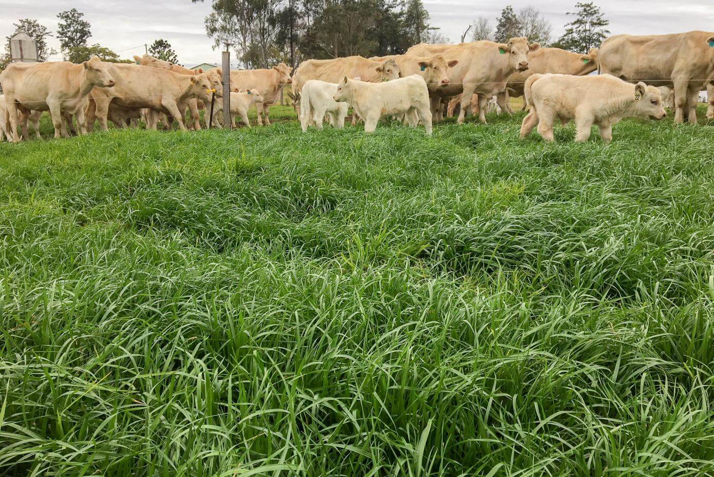 Cows grazing on Koga Tetraploid Ryegrass