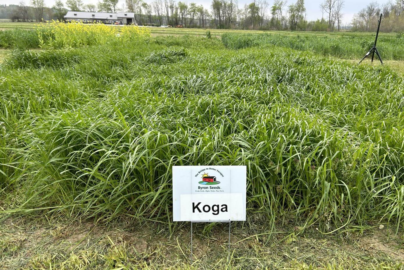 Koga Tetraploid annual ryegrass in a field