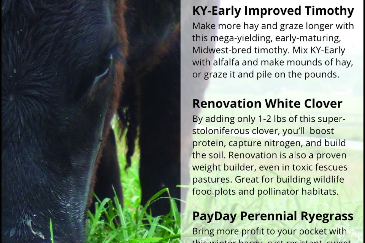 advertisment for KY-Early, Renovation and Payday