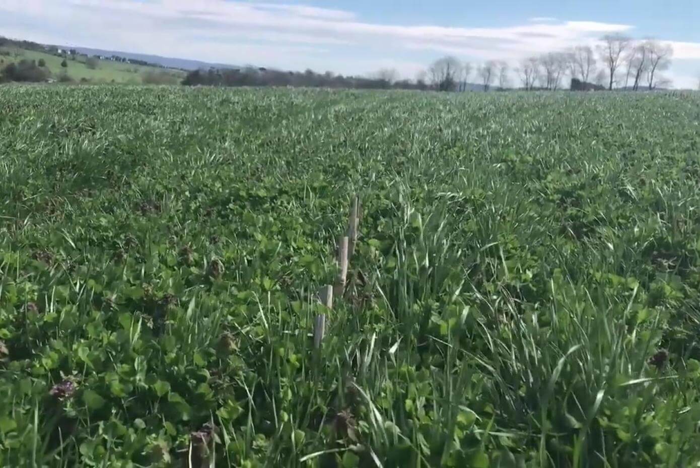 LowBoy Annual Ryerass with medium red clover