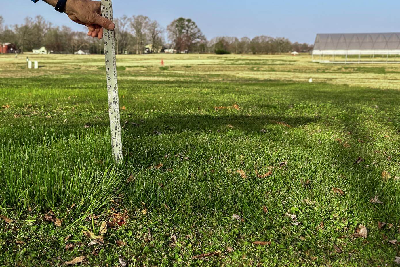 A patch of mowed grass.