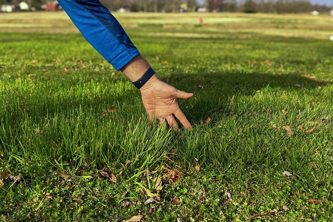 A patch of mowed grass.