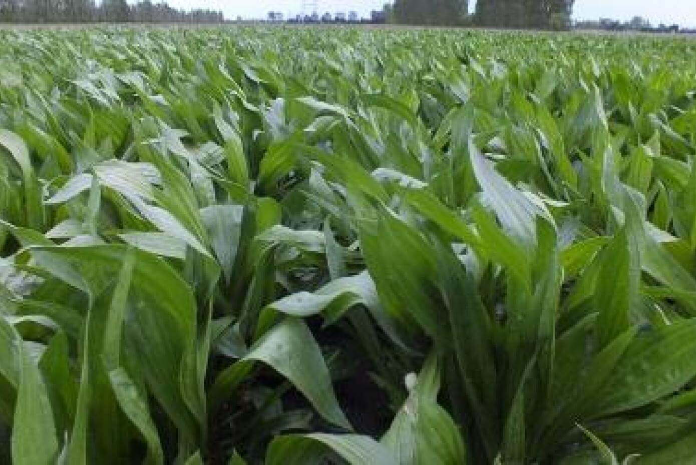 Plantain plants in field