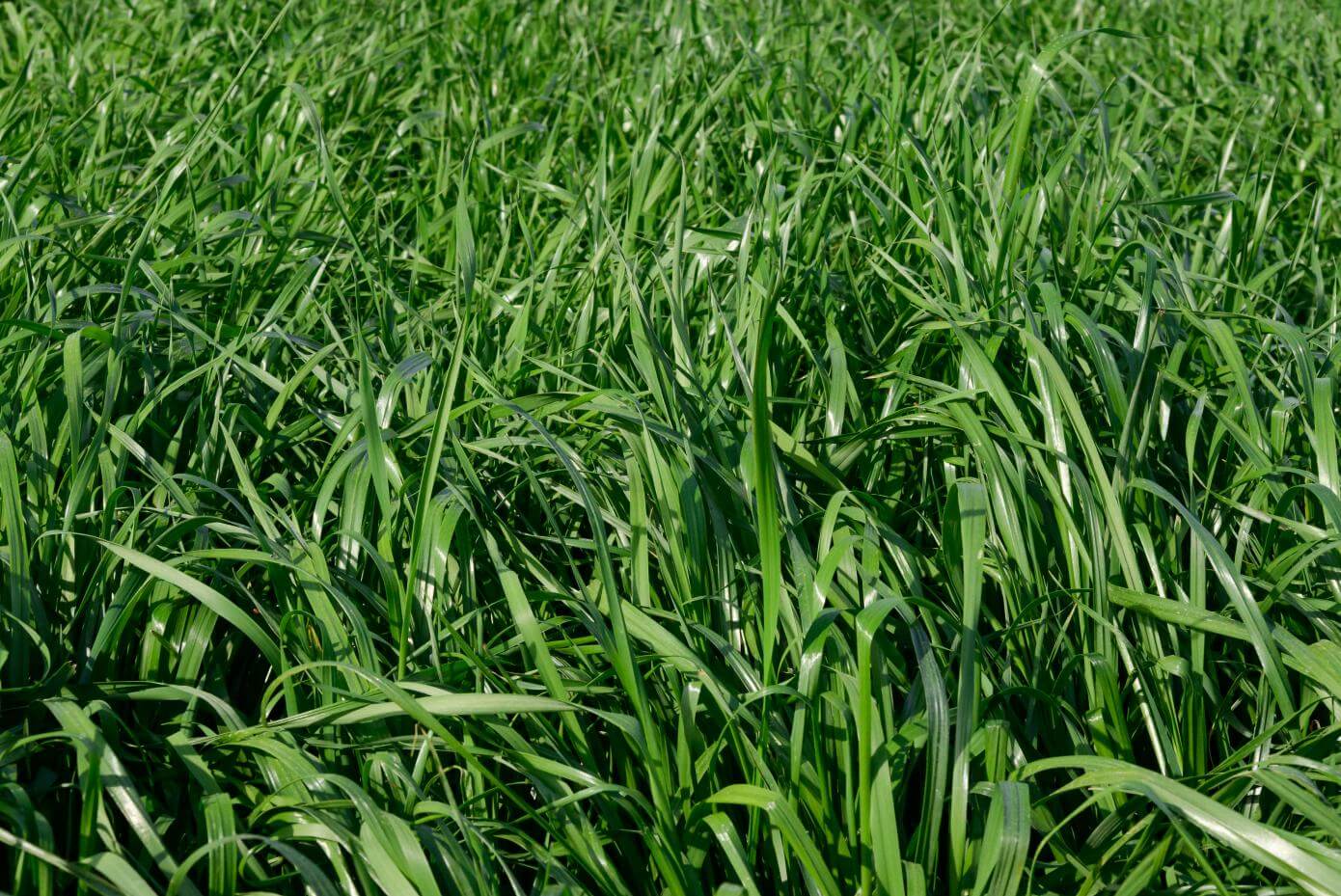 A field with dense vegetation.