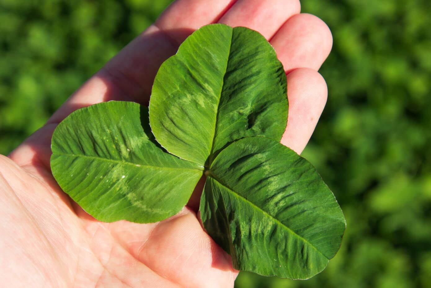 Closeup phot of Marco Polo White Clover leaf