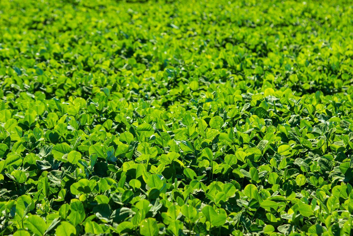 Field of Marco Polo white clover