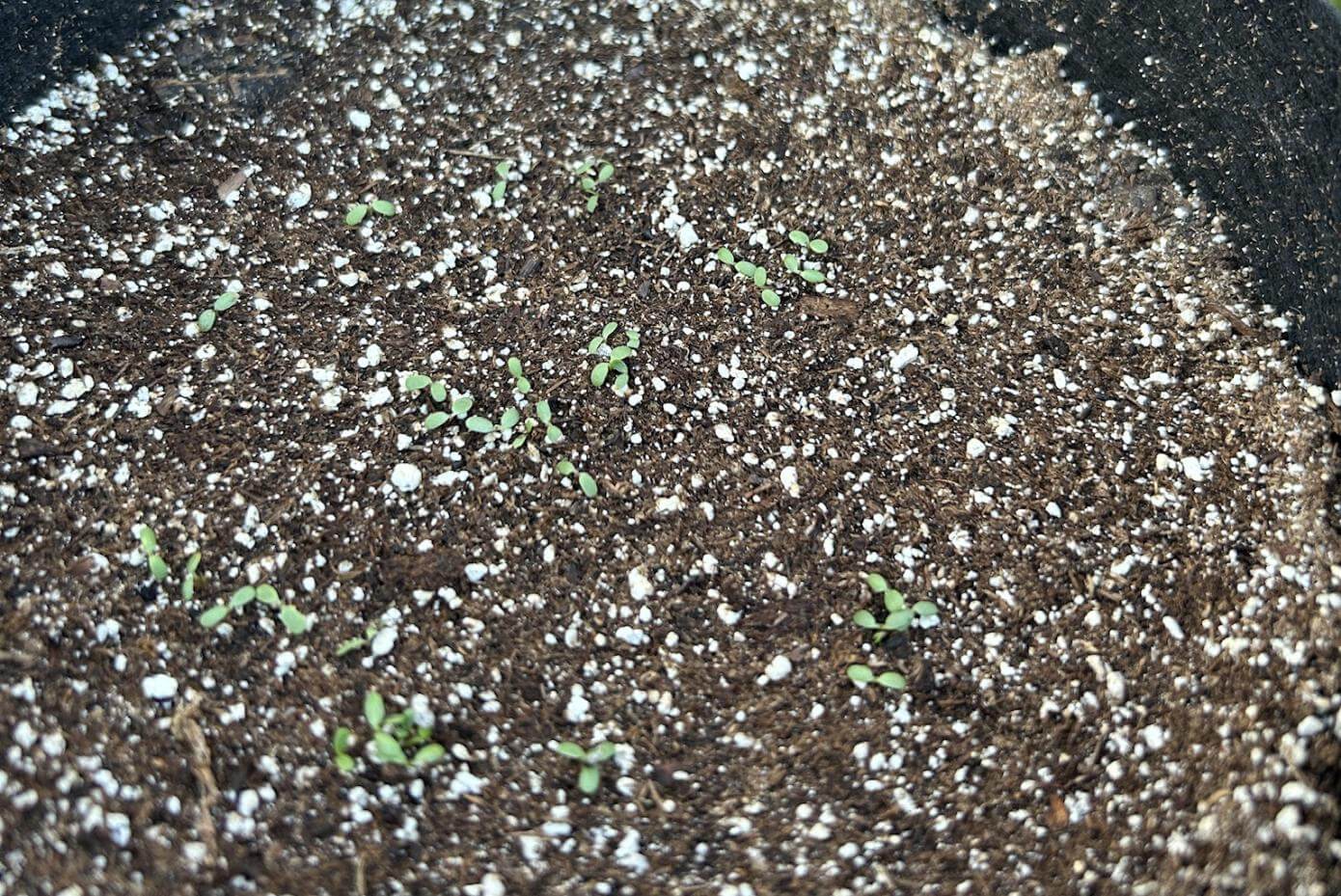 Marco Polo White Clover shoots in a pot, 6 days after planting.