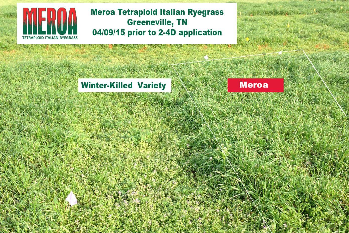 A field with various patches of vegetation.