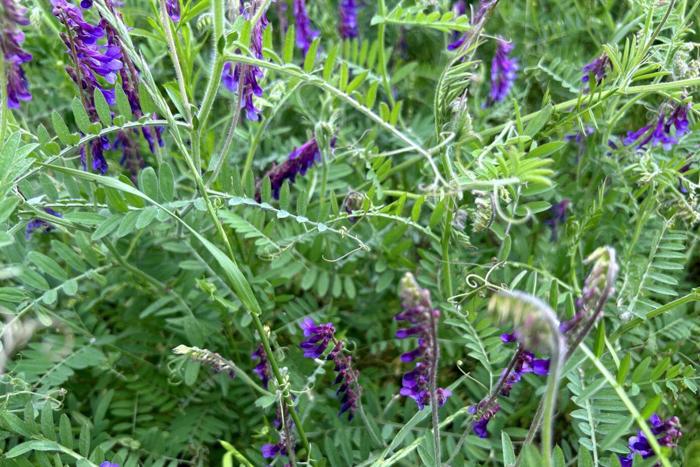 Patagonia Inta hairy vetch plants and flowers in a field