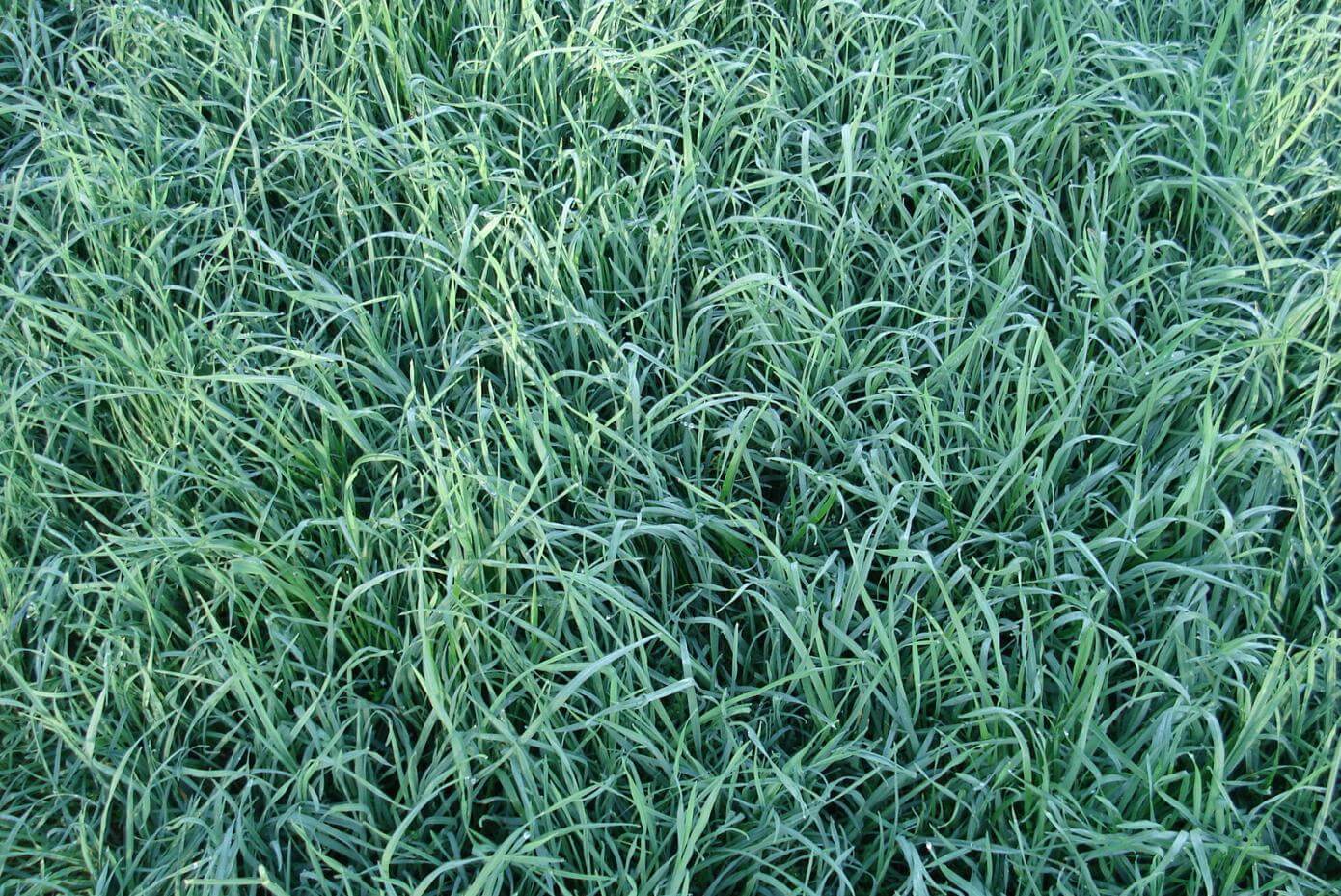 Persist Orchardgrass Drought Recovery in April 2008