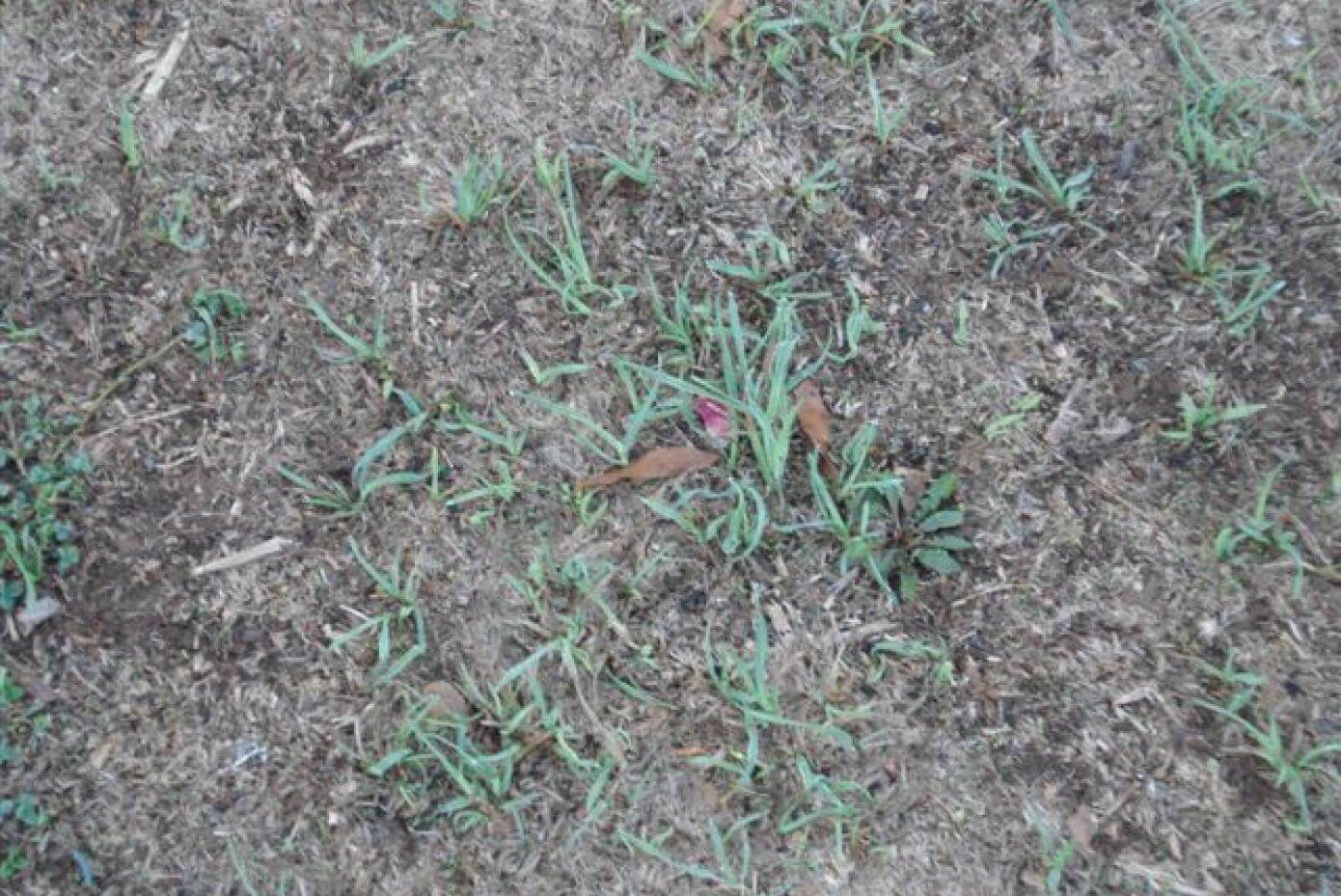 Persist Orchardgrass after drought in October 2007