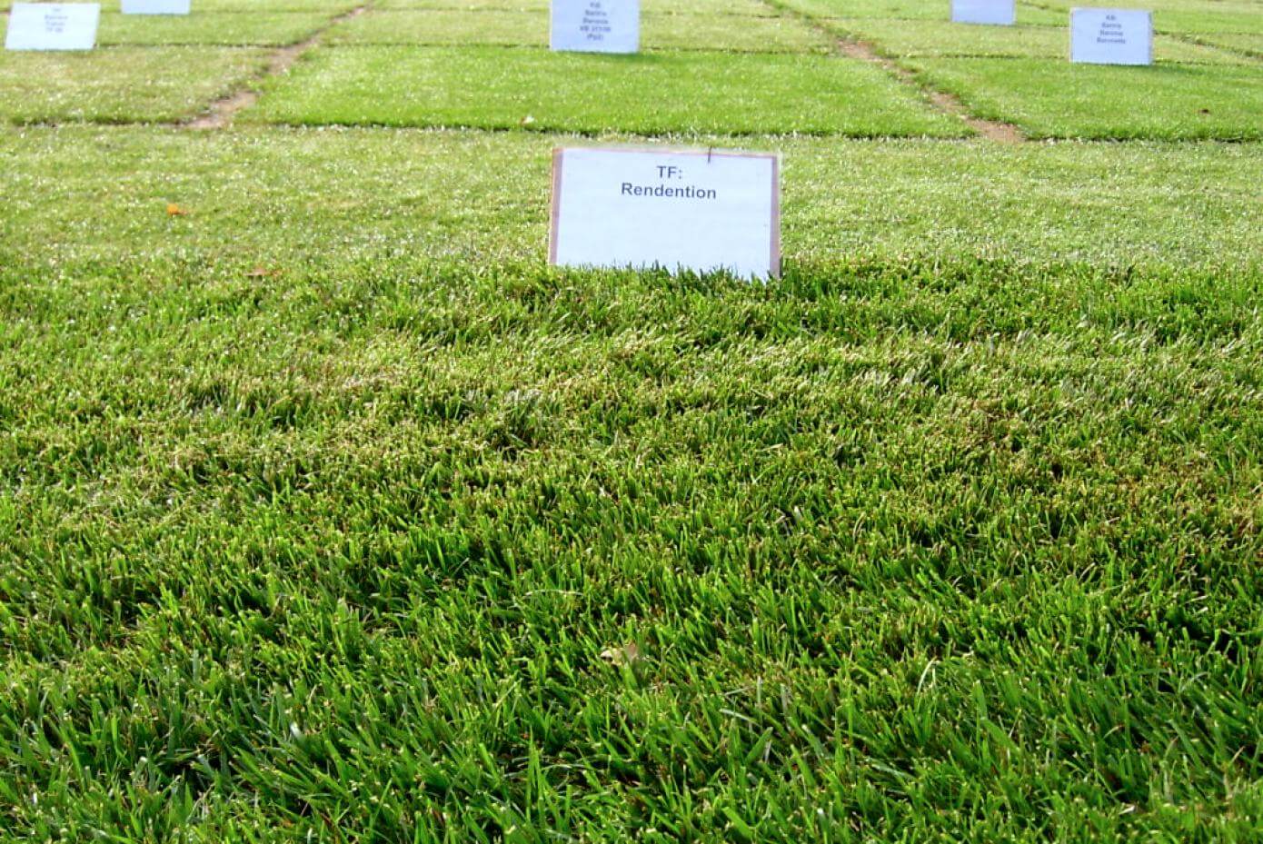 RenditionTall Fescue in a research trial