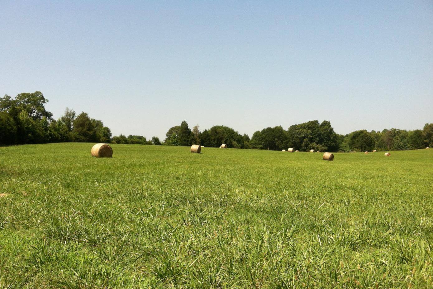 Round hay bales in a field