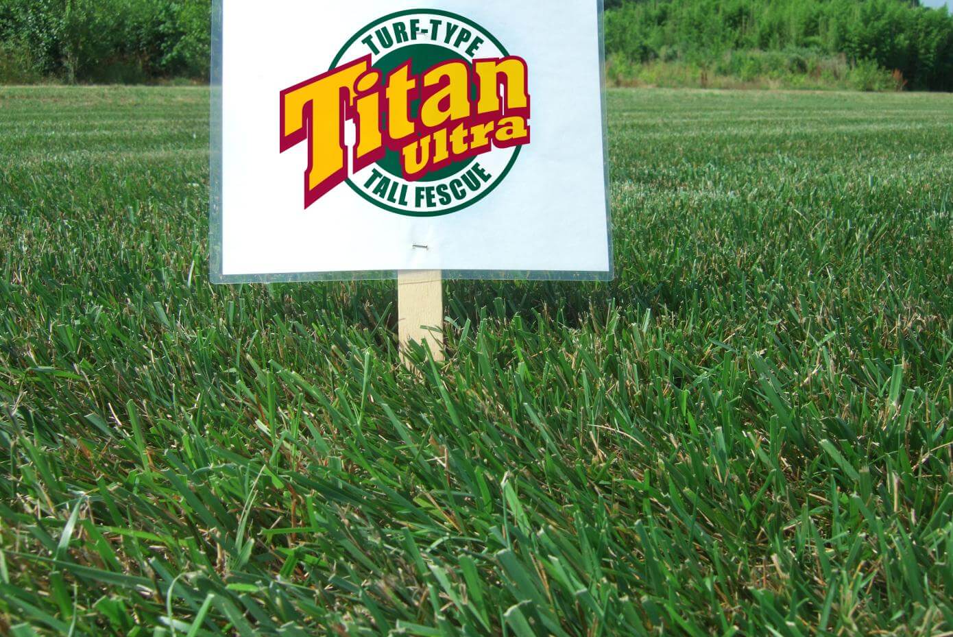 Titan Ultra tall fescue grass