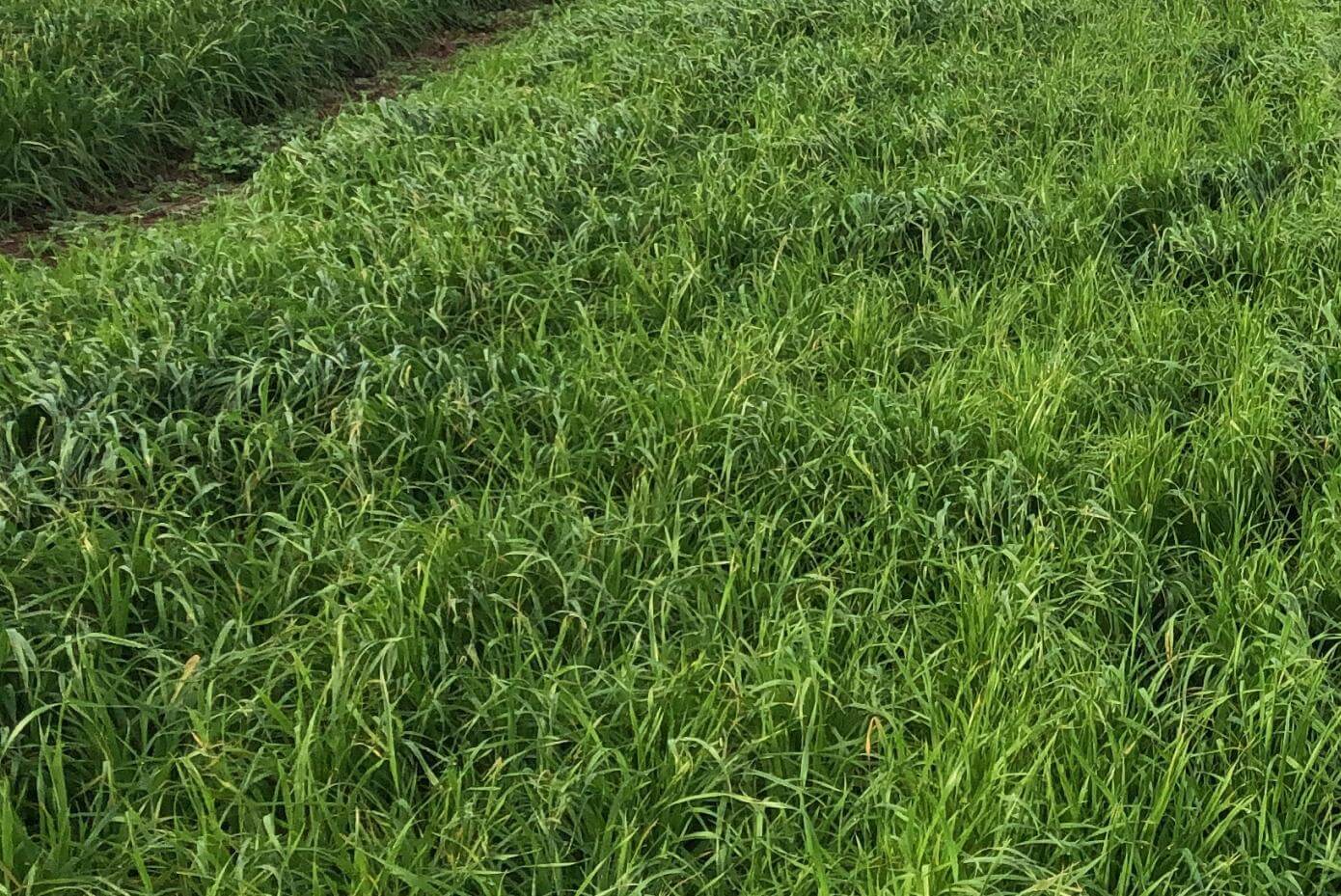 Trinova tetraploid annual ryegrass in a field