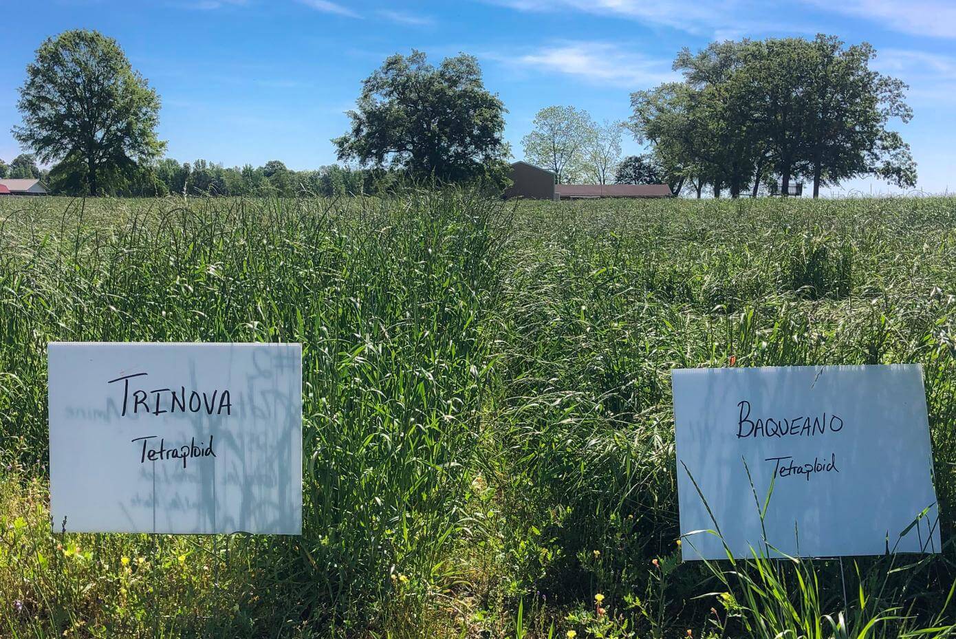 Baqueano and Trinova at Atmore, AL, April 26th, 2021 (Planted December 9, 2020).