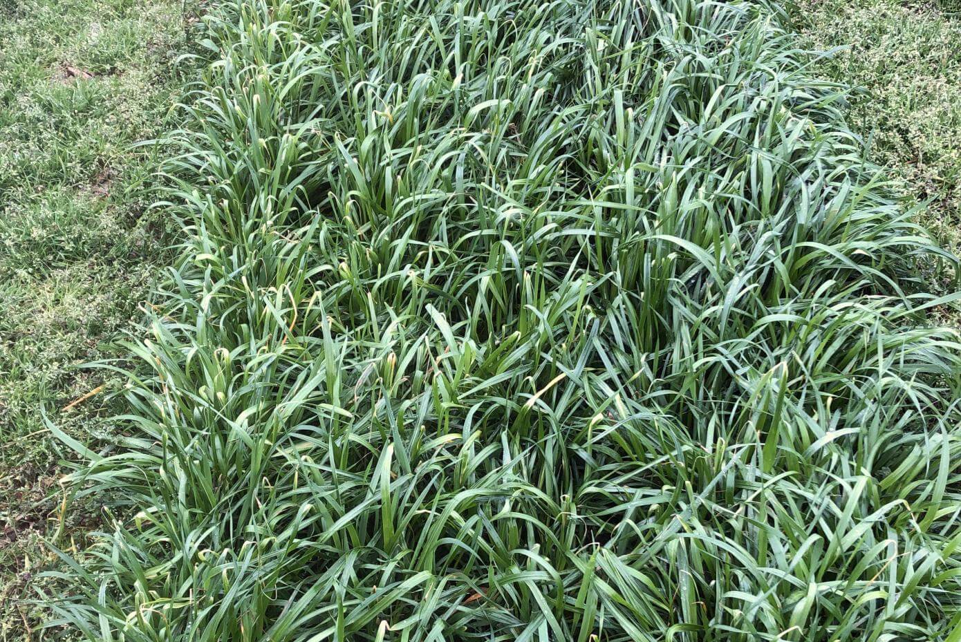 Trinova Tetraploid annual ryegrass in a trial plot in Calhoun, GA