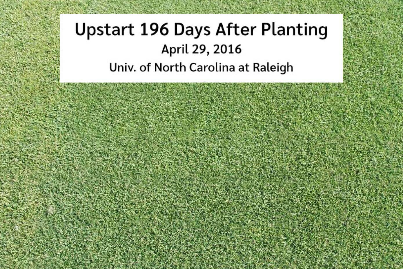 Upstart turf-type annual ryegrass