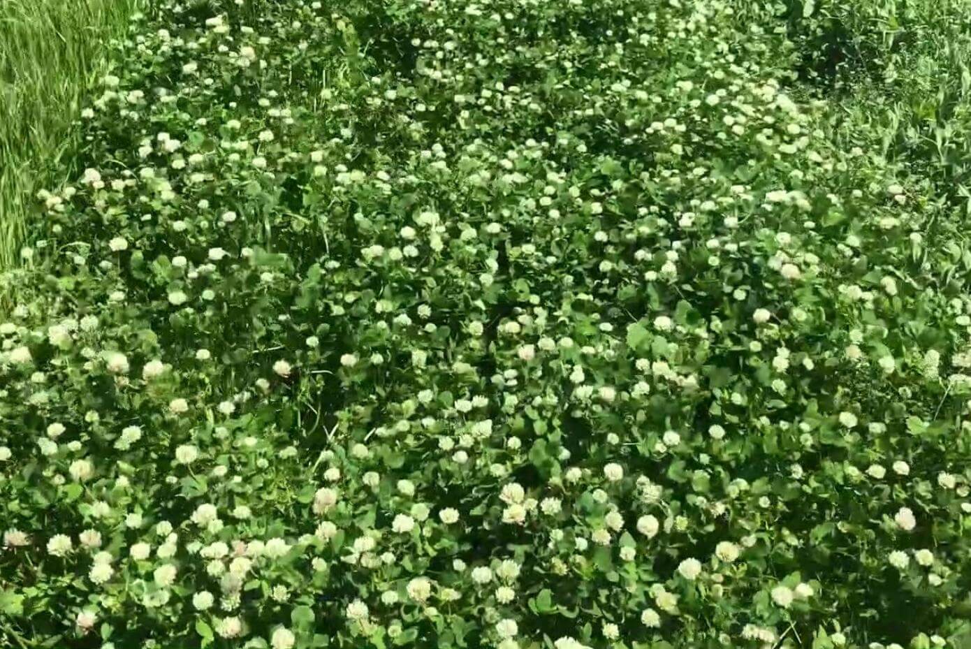 Viper Balansa clover in a research trial in Ohio