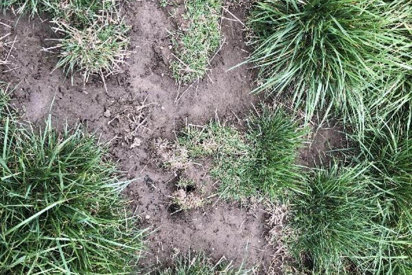 Stand with lots of vole activity