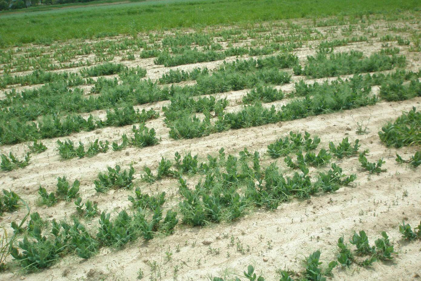 Windham winter peas in a field