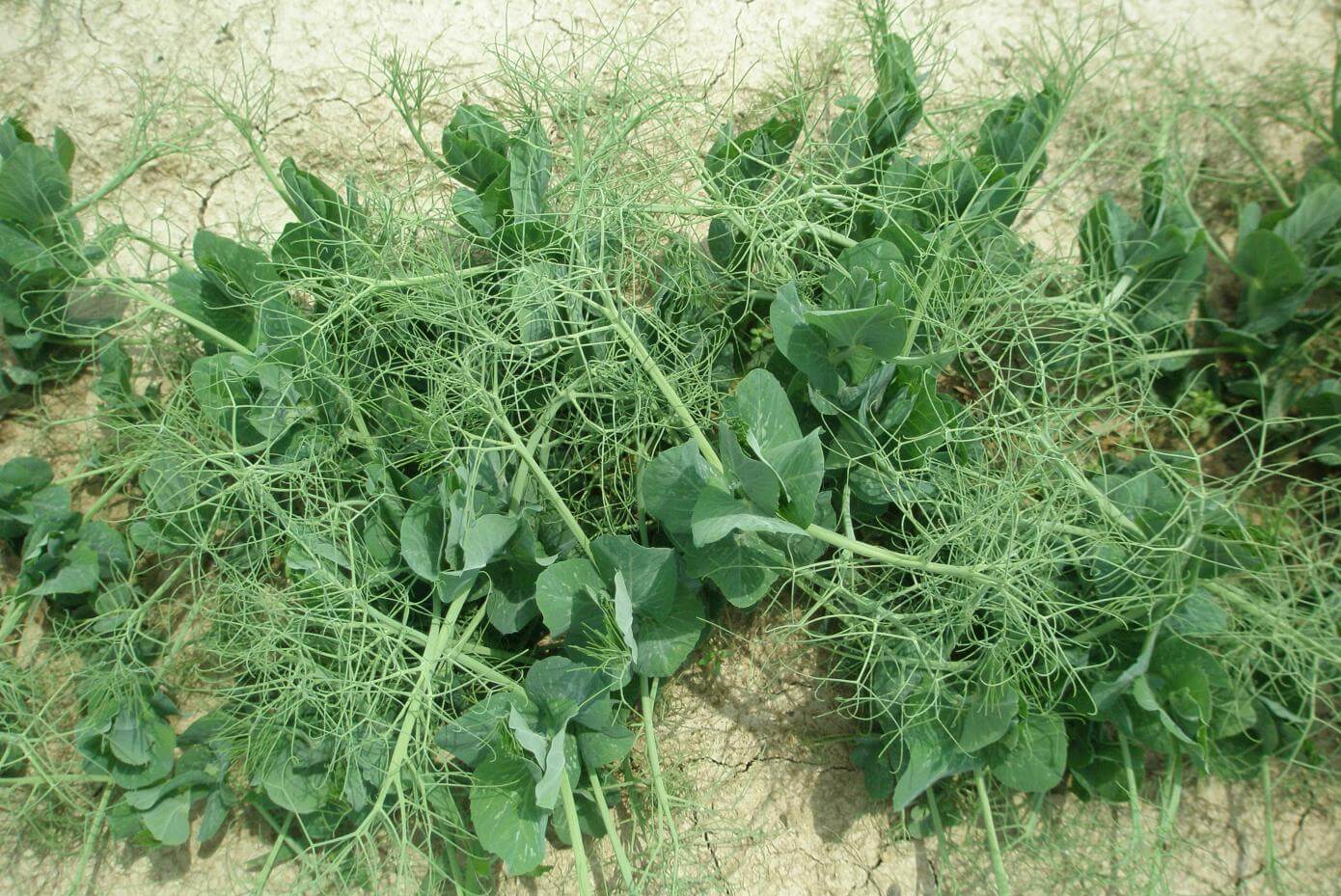 Windham winter peas in a field, close up