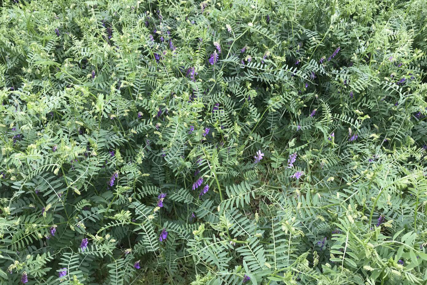 WinterKing hairy vetch plants