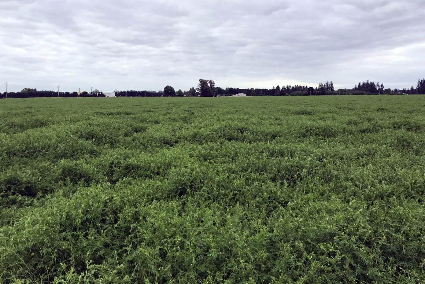 A field with dense vegetation