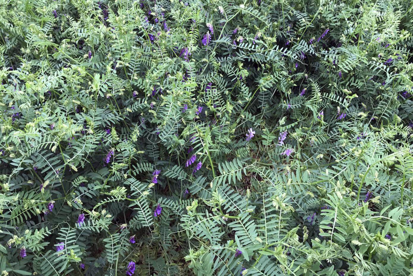 A close up photo of hair vetch flowering