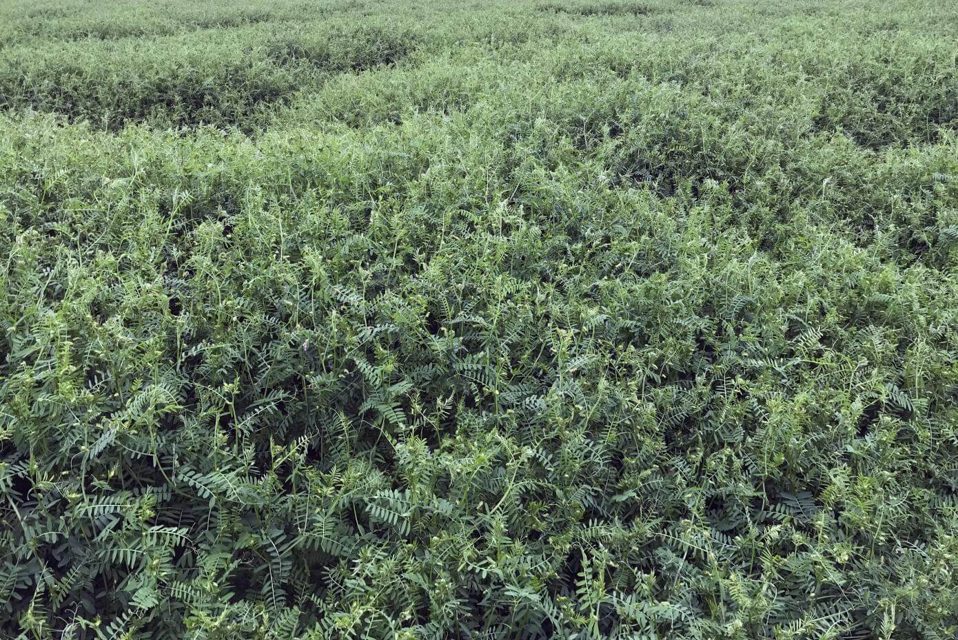 A field with dense vegetation