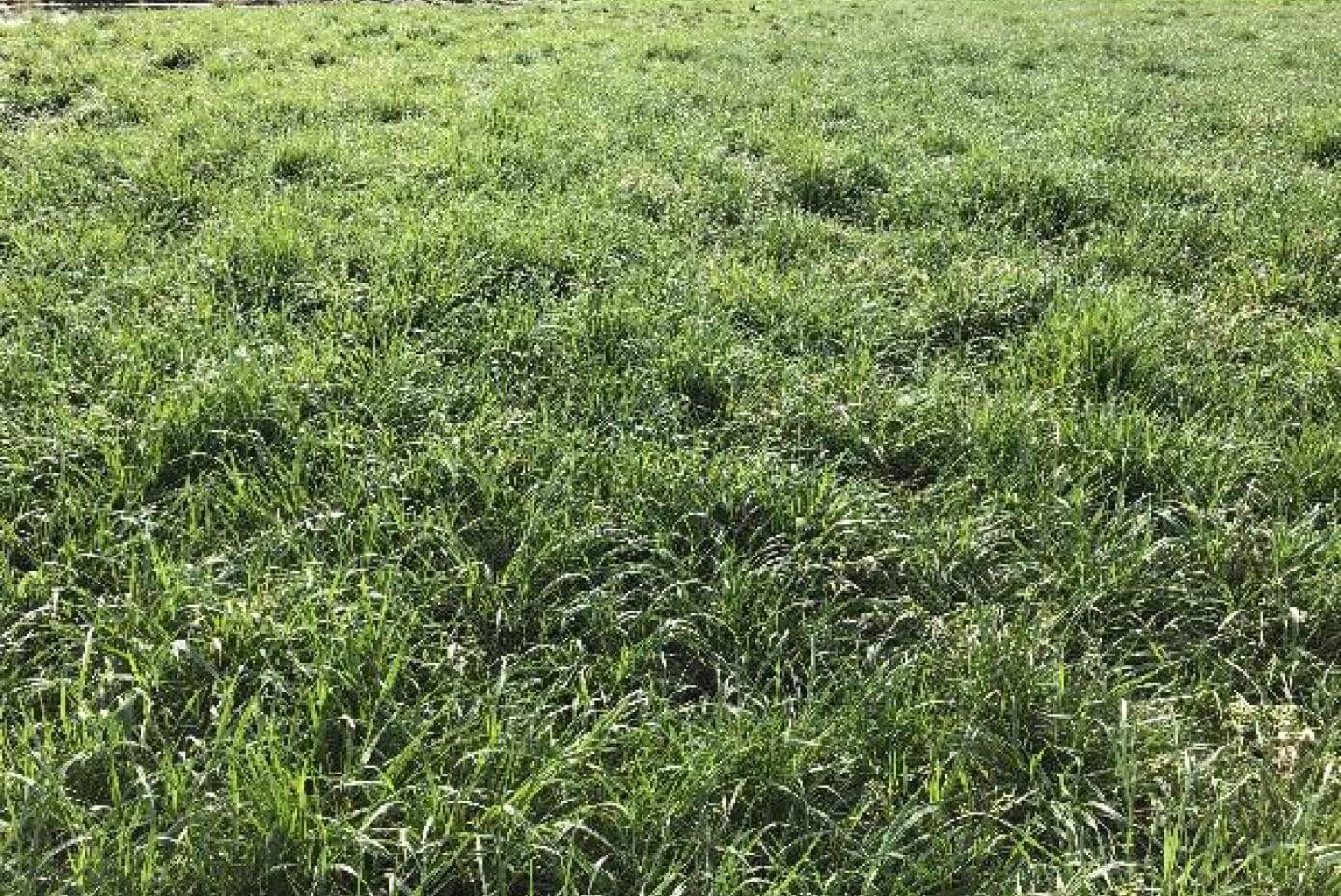 Grass stand stand in fair condition.