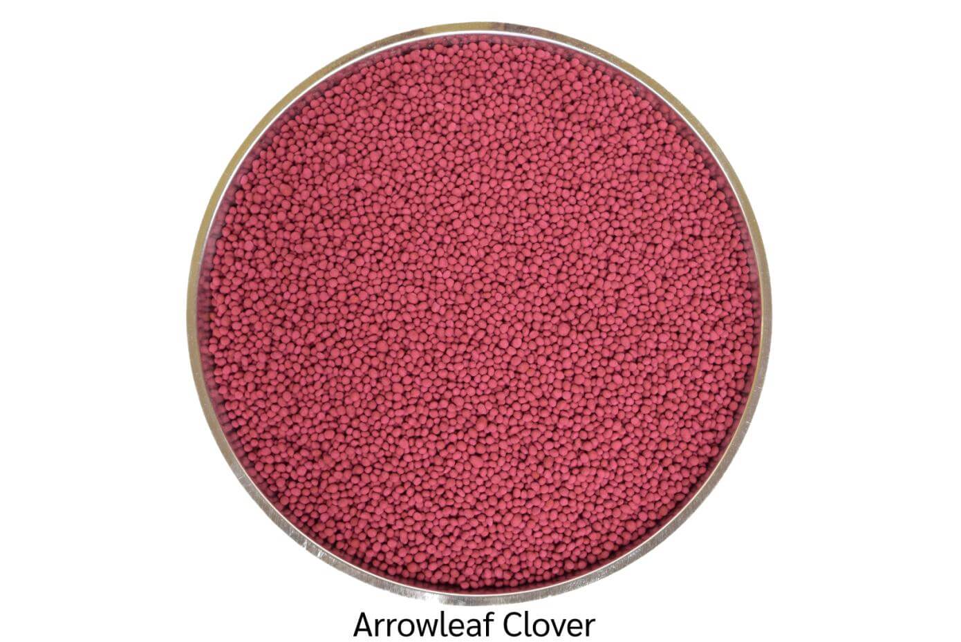 Coated arrowleaf clover