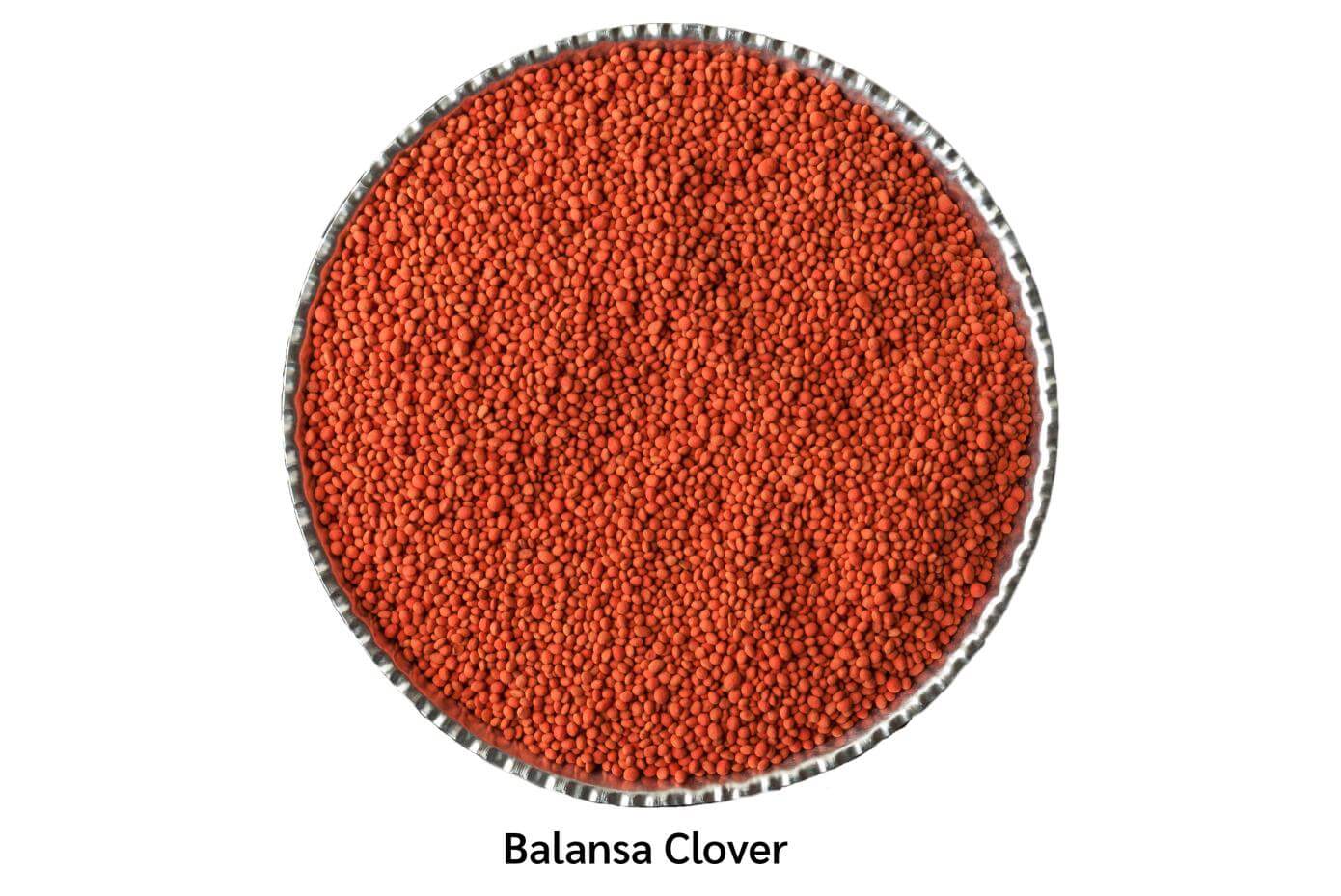 Coated Balansa clover
