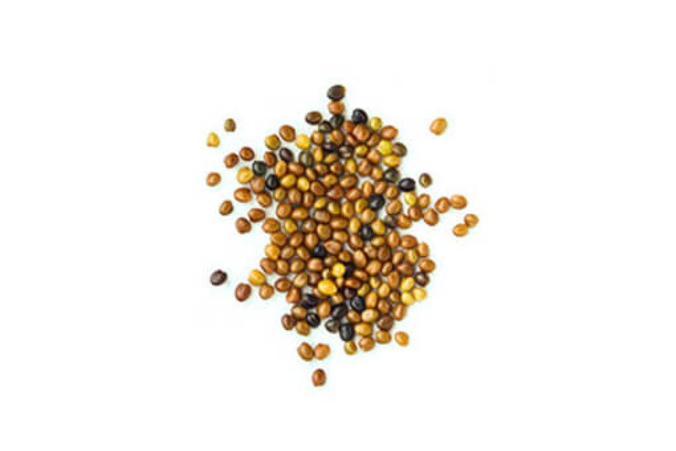 Fixation balansa clover seeds