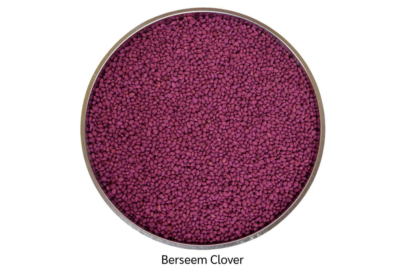 Coated berseem clover