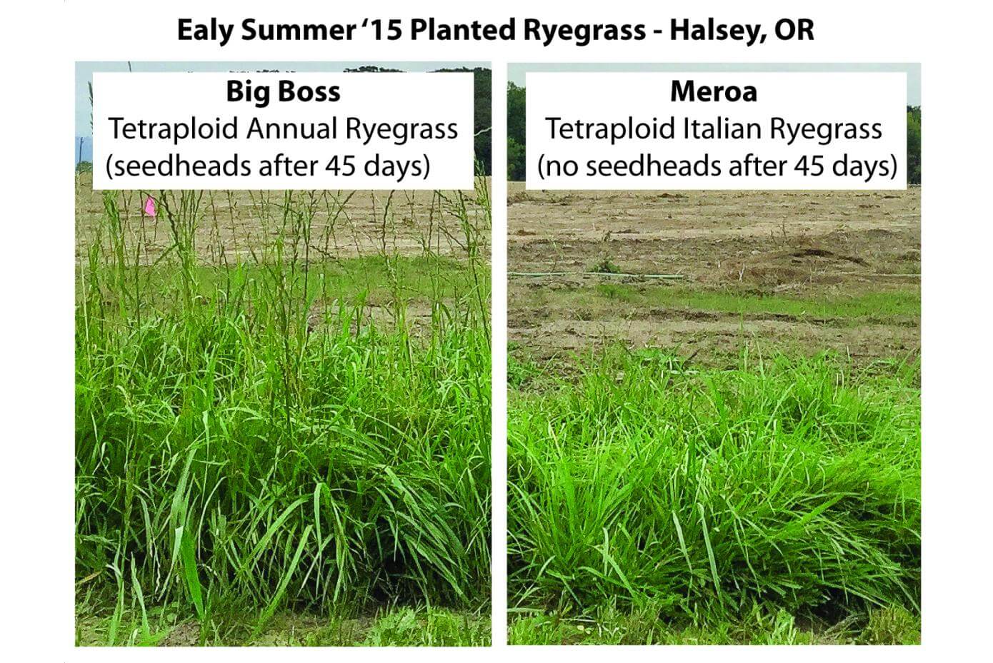 Two photos side by side comparing different types of grass