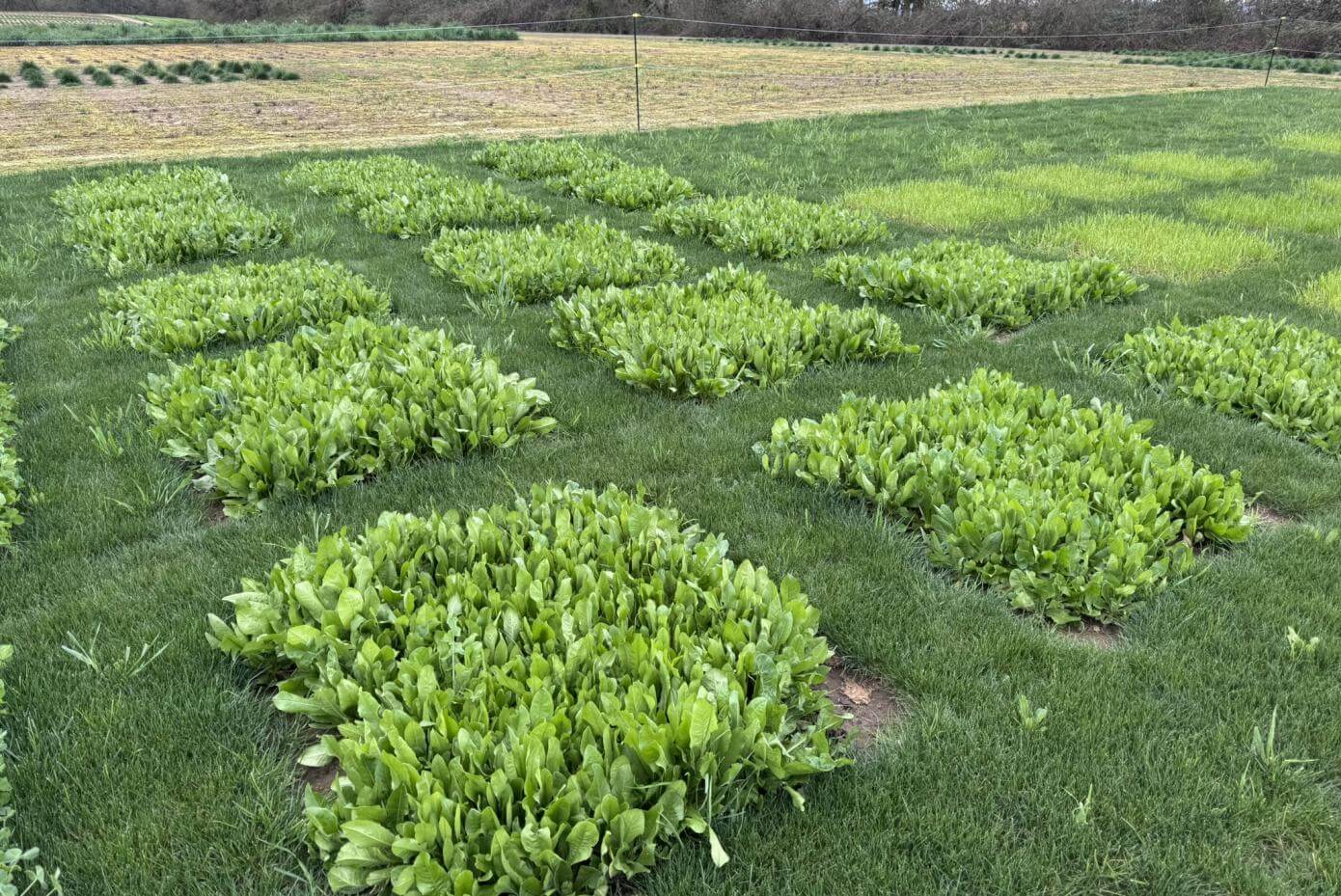 A field with various patches of vegetation.
