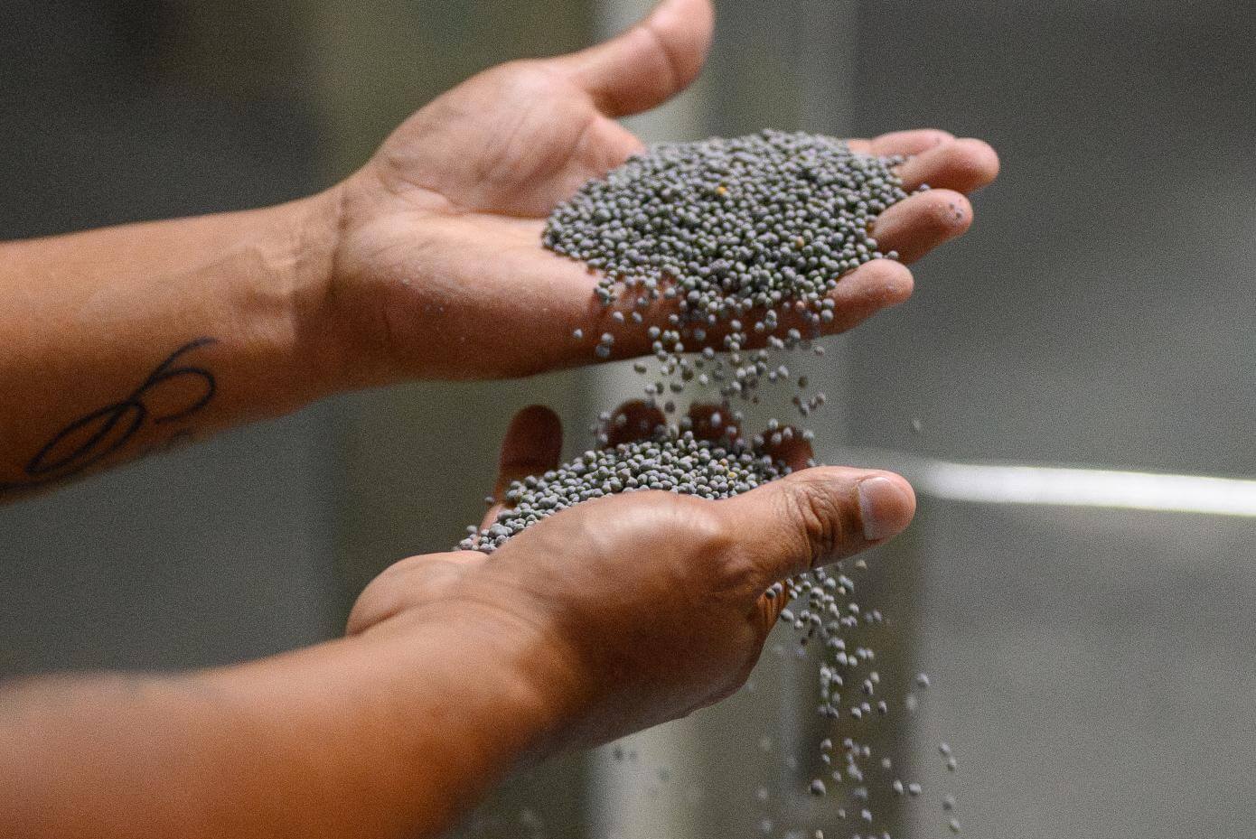 Open hands holding coated gray seed and letting it fall from one hand to the other.
