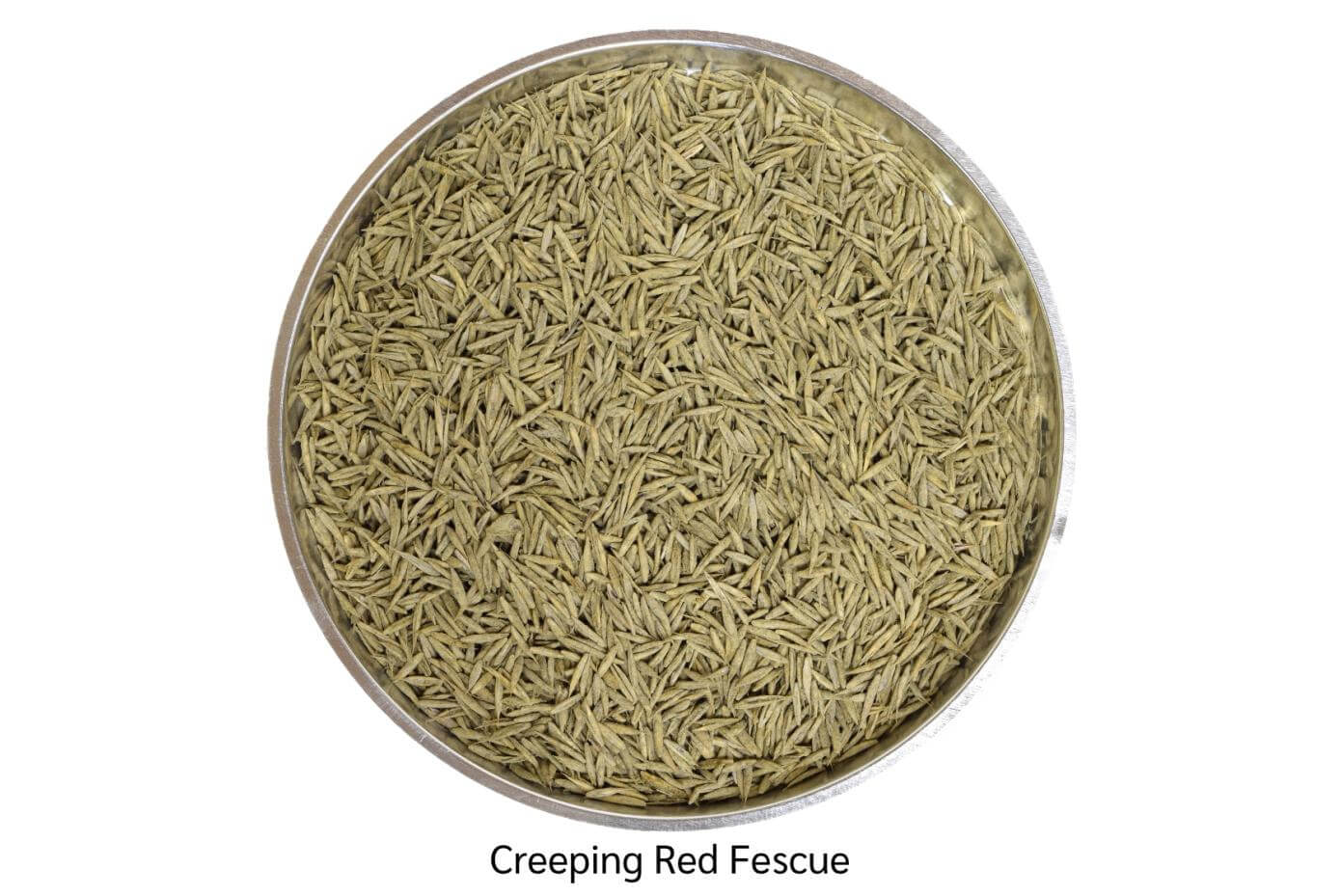 Creeping red fescue grass seed