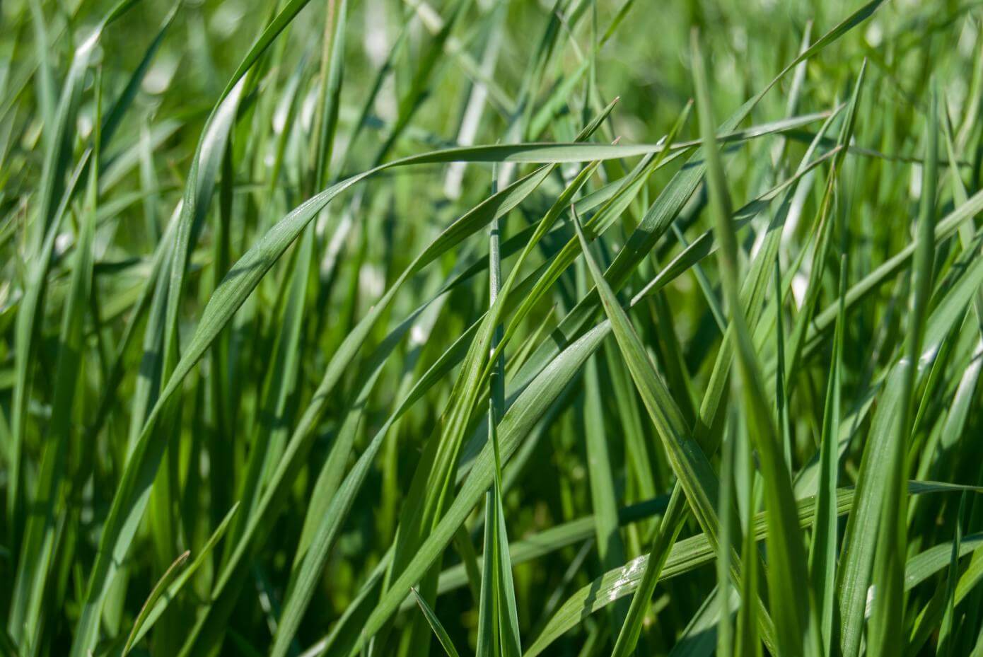 Closeup of FrostProof diploid annual ryegrass