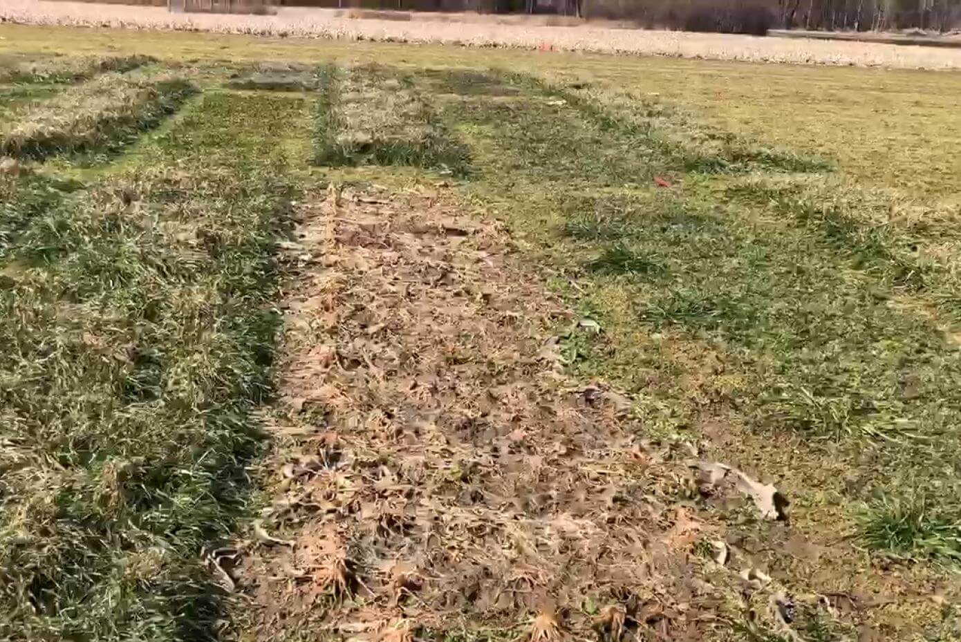 FragiBlaster Cover Crop Radish in a trial