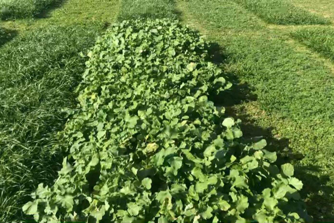 FragiBlaster Cover Crop Radish in a trial