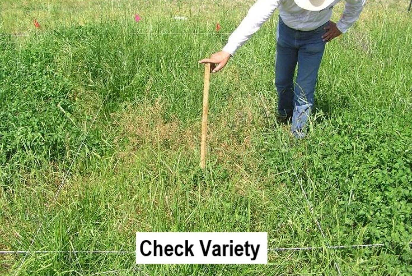 Variety of clover used as a check variety in research trial